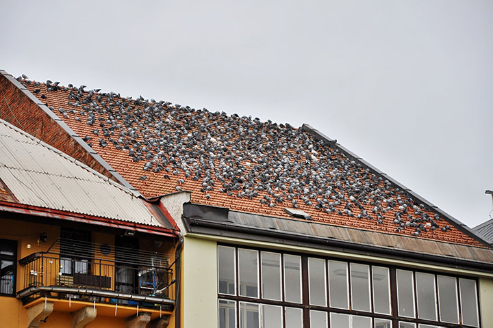 A2B Pest Control are able to install spikes to deter birds from roofs in Wandsworth Town. 
