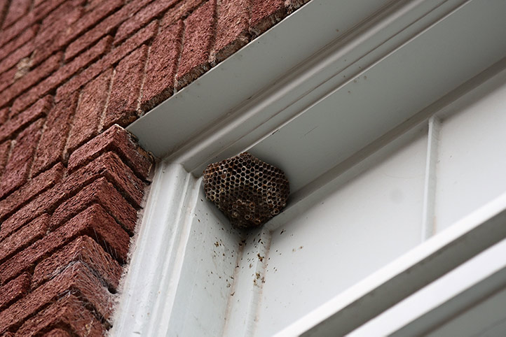 We provide a wasp nest removal service for domestic and commercial properties in Wandsworth Town.
